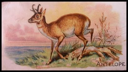 N21 1 Antelope.jpg